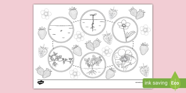 Strawberry plant life cycle colouring page teacher made