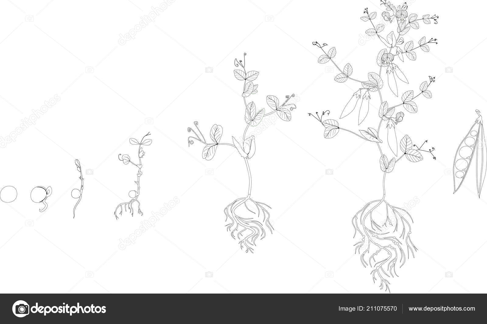 Coloring page life cycle pea plant stages pea growth seed stock vector by mariaflaya