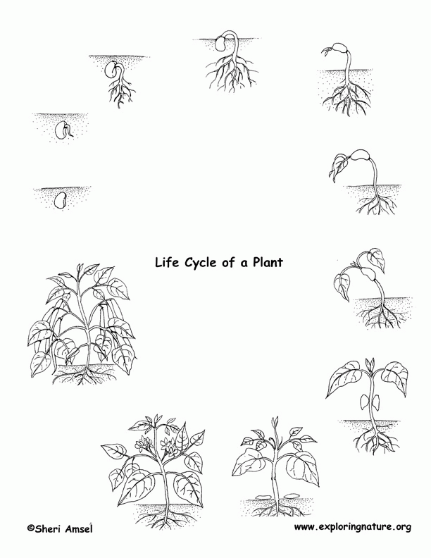 Free life cycle of a plant coloring page download free life cycle of a plant coloring page png images free cliparts on clipart library