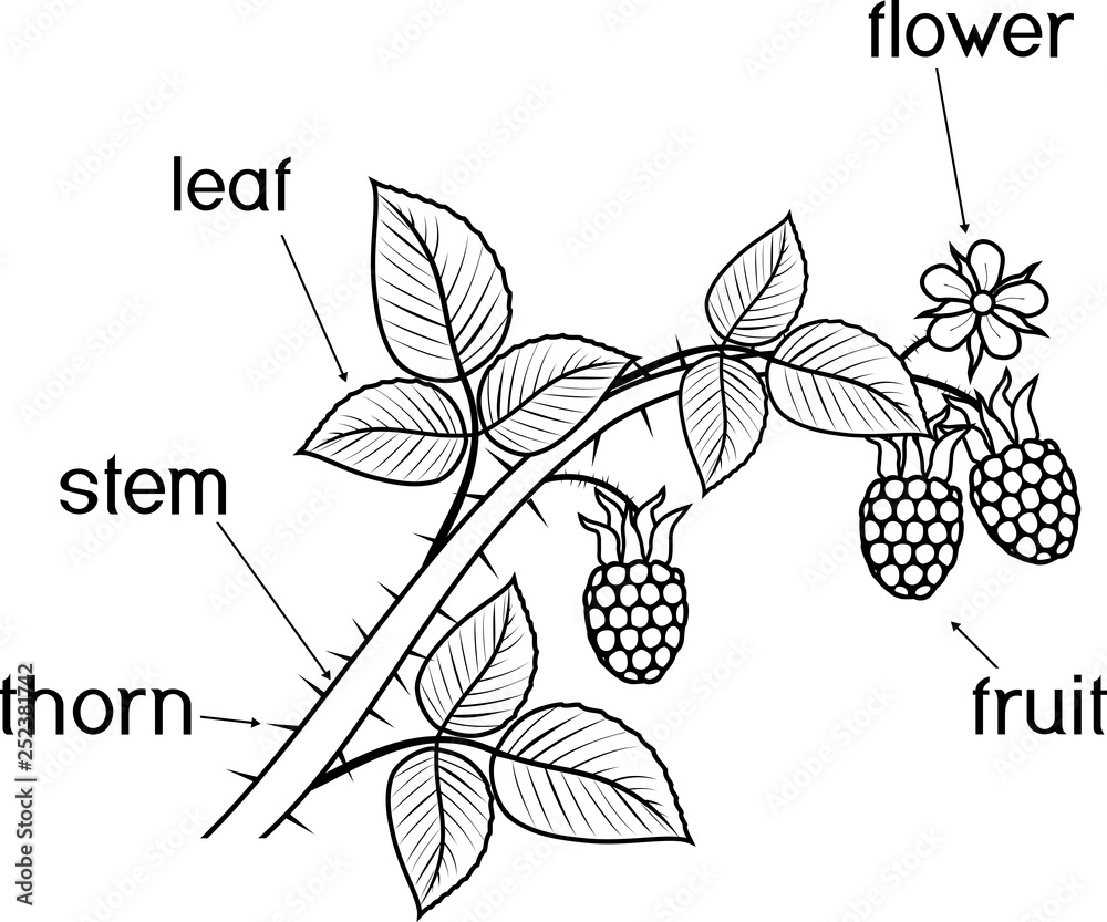 Coloring page parts of plant morphology of raspberry branch with berries leaves flower and titles vector