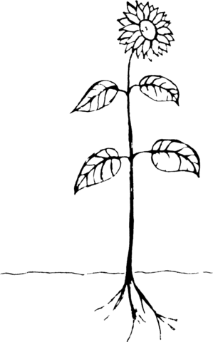 Vintage parts of plants coloring page free printable coloring pages