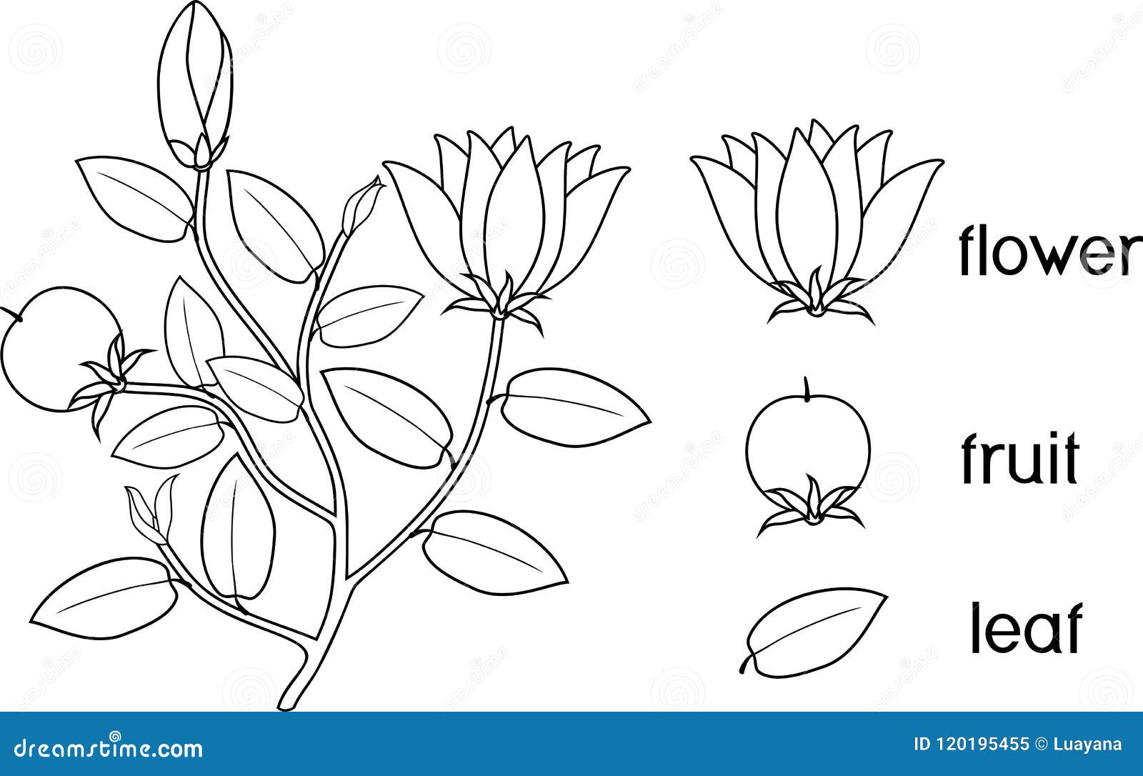 Coloring page parts of plant morphology of flowering plant with root system flowers fruit and titles stock vector