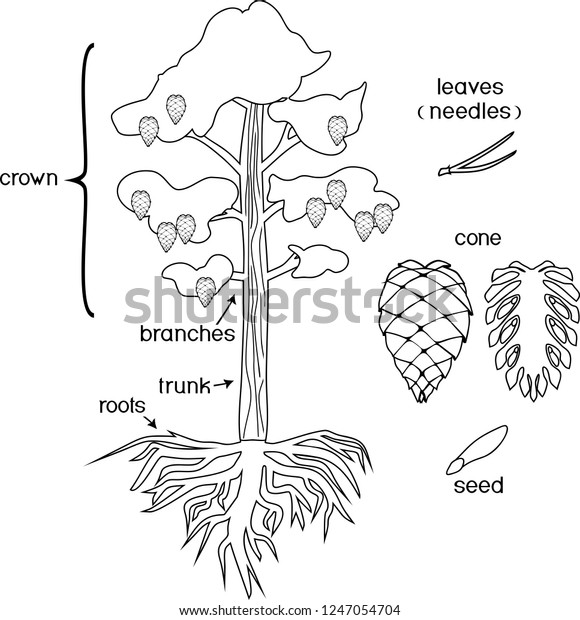 Coloring page parts plant morphology pine stock vector royalty free