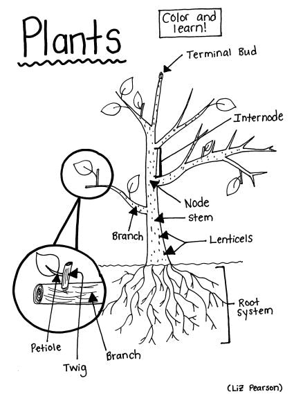Plants printable coloring page