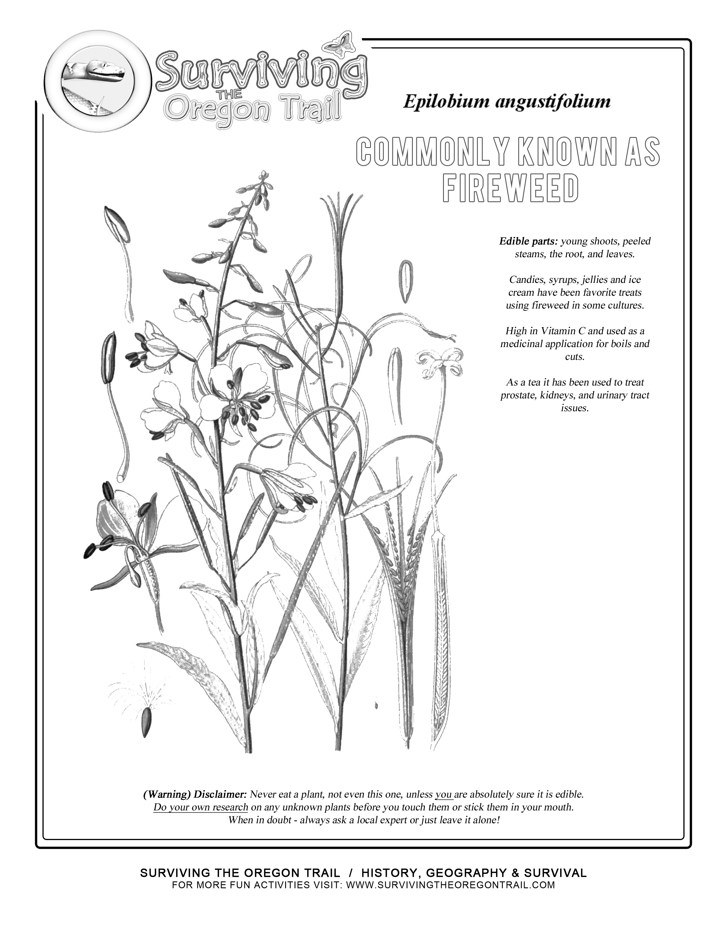 Free coloring page fireweed its a wild edible