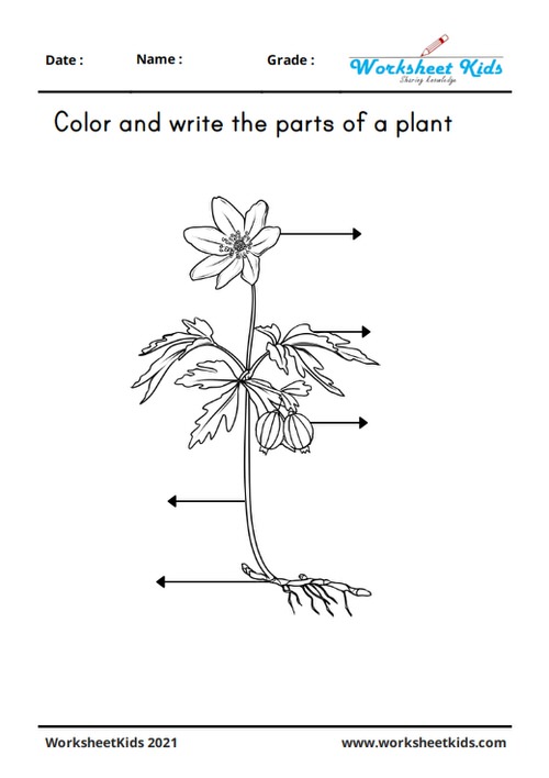 Free plant parts functions worksheets preschool to nd grade
