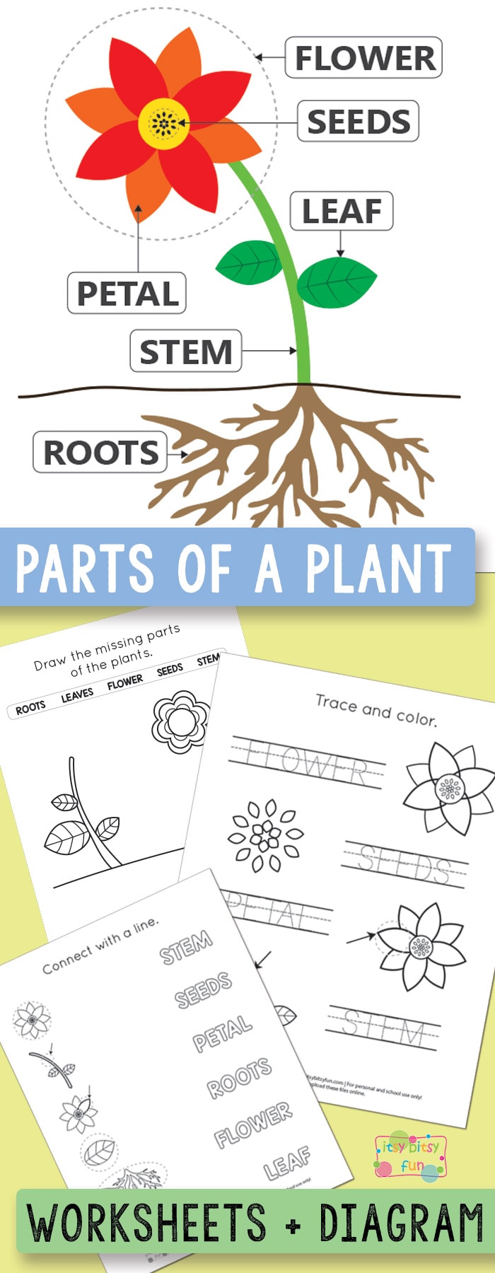 Free printable parts of a plant worksheets