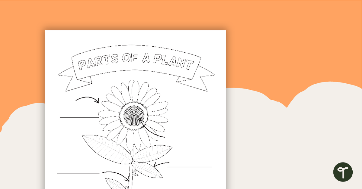 Parts of a plant worksheet teach starter