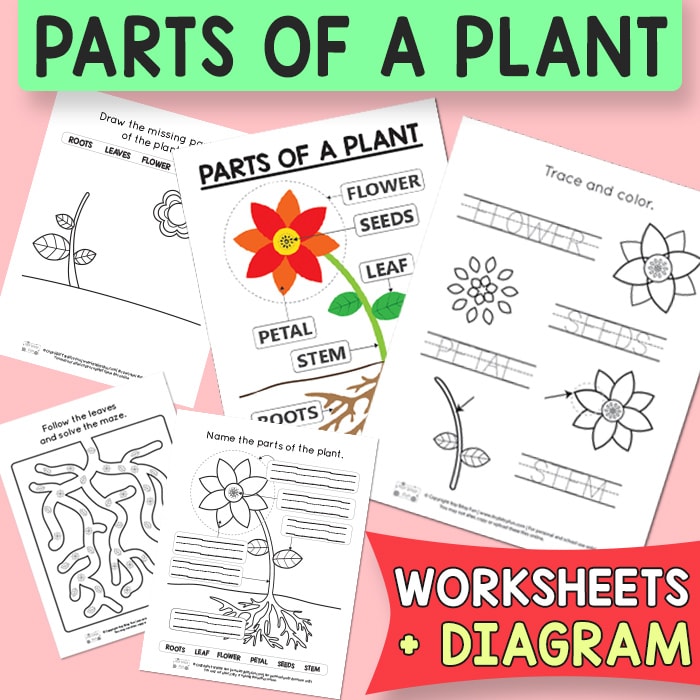 Free printable parts of a plant worksheets
