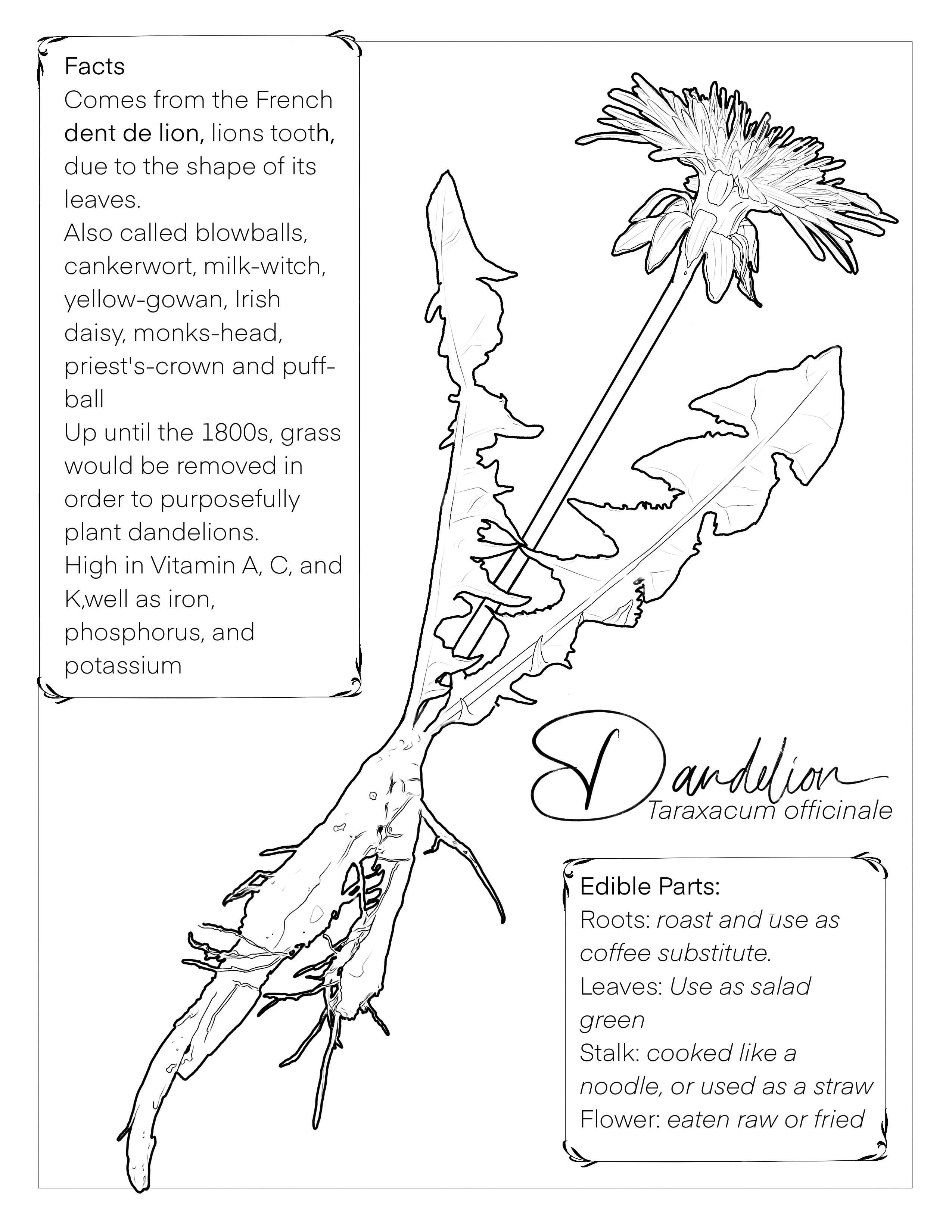 Foraging coloring pages self promotion rpermaculture