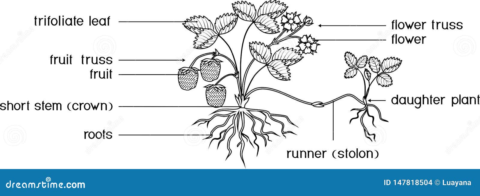 Coloring page with parts of plant morphology of garden strawberry plant stock vector