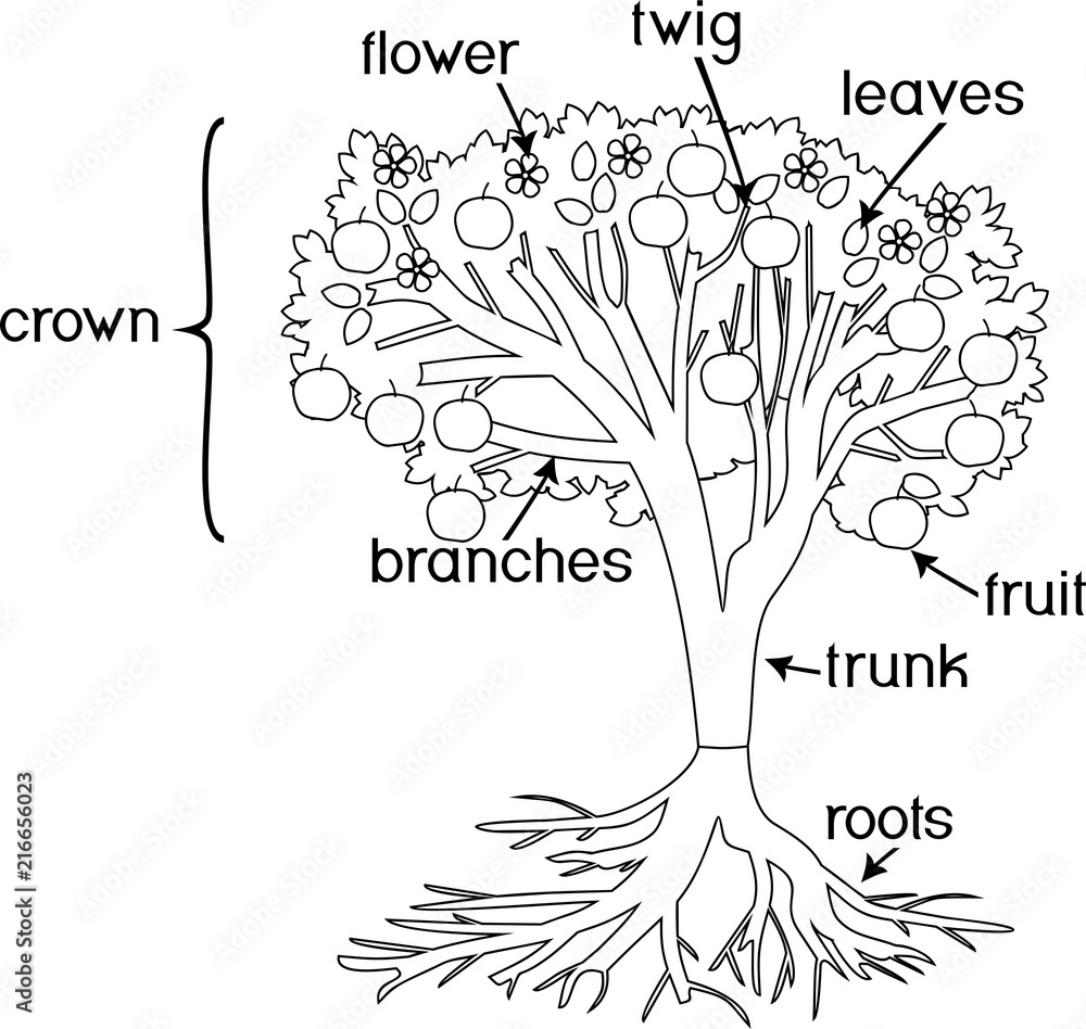 Coloring page parts of plant morphology of tree with crown root system fruits and titles vector