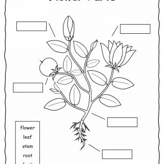 Plant printables