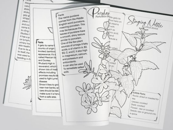 Invasive plant foraging coloring book digital download instant download