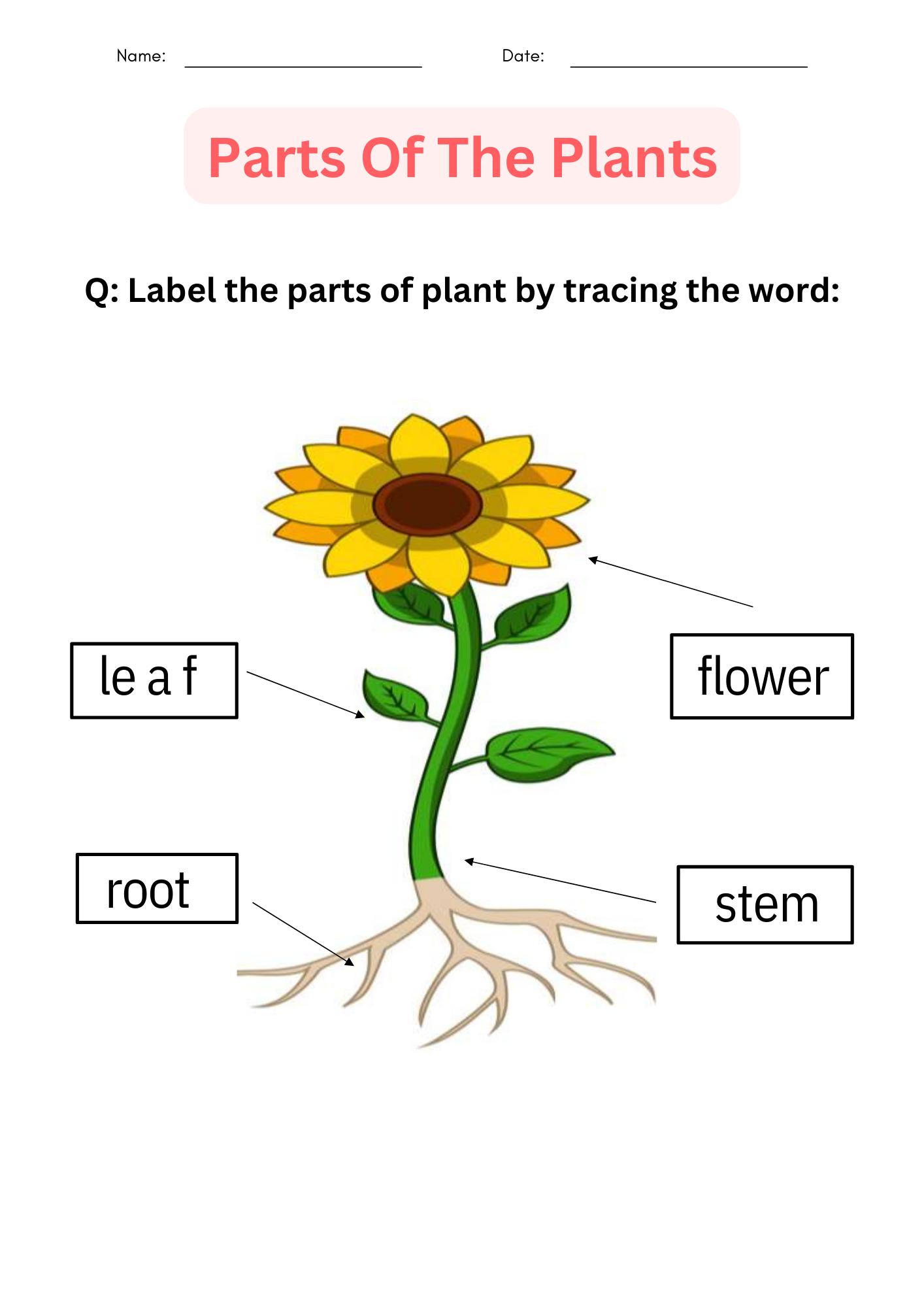 Printable activities parts of a plant worksheet for kindergarten made by teachers