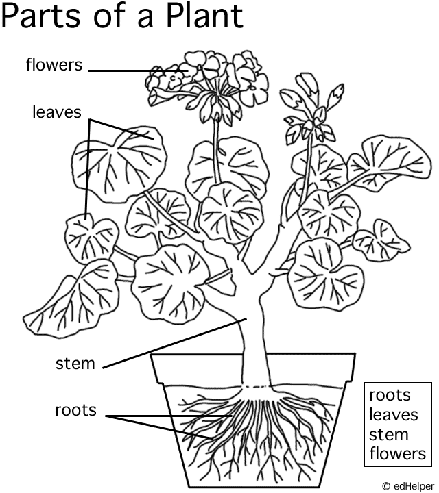 Plant