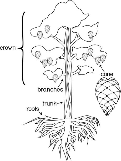 Coloring page with parts of plant morphology of pine tree with crown root system and cone with titles stock illustration