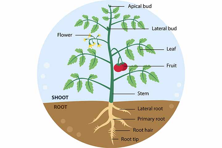 Plant parts for kids interesting facts and functions
