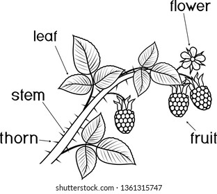 Coloring page parts plant morphology raspberry stock vector royalty free