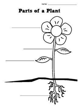 Plants