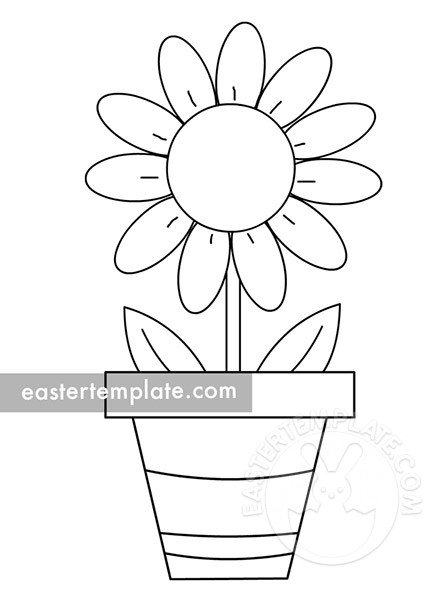 Daisy in pot