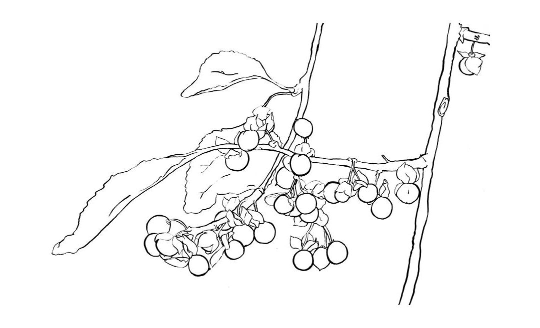 Check out our new oriental bittersweet invasive plant coloring sheet â