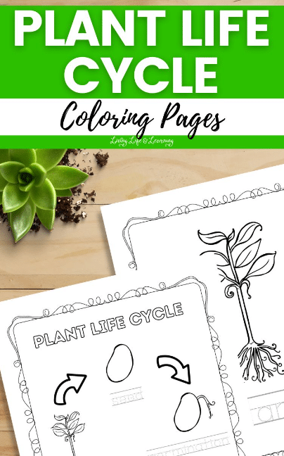 Plant life cycle coloring pages free homeschool deals