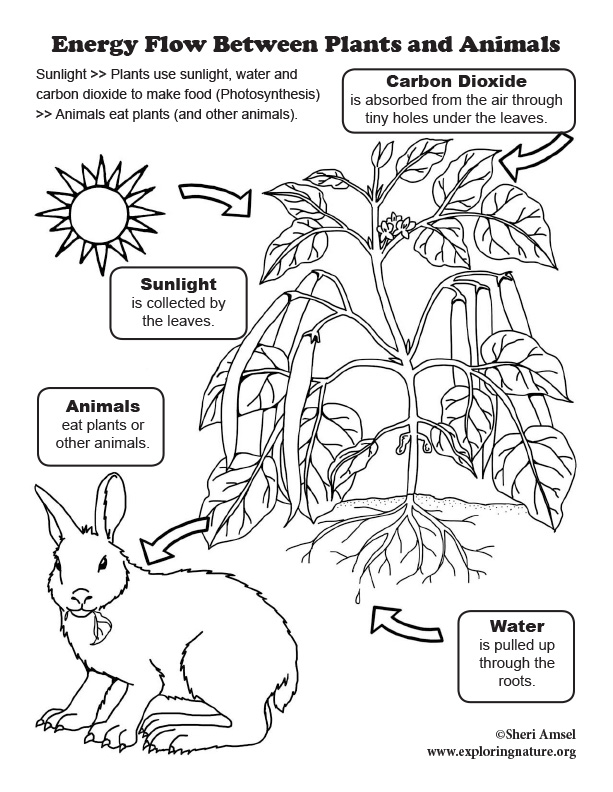 Energy flow between plants and animals