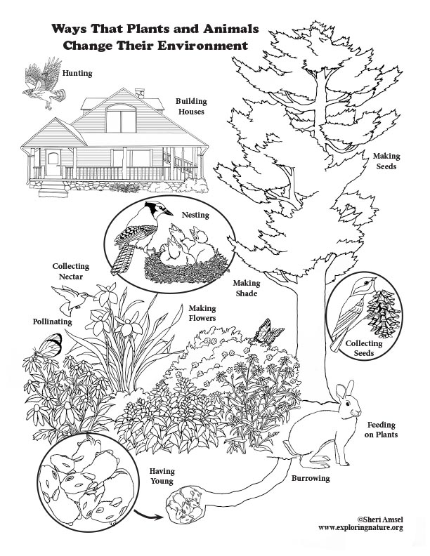 Ways that plants and animals change their environment