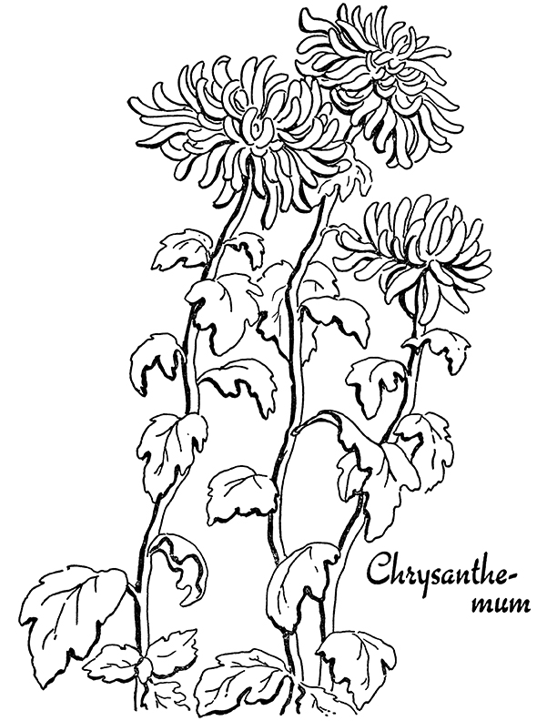 Flower coloring pages for adults