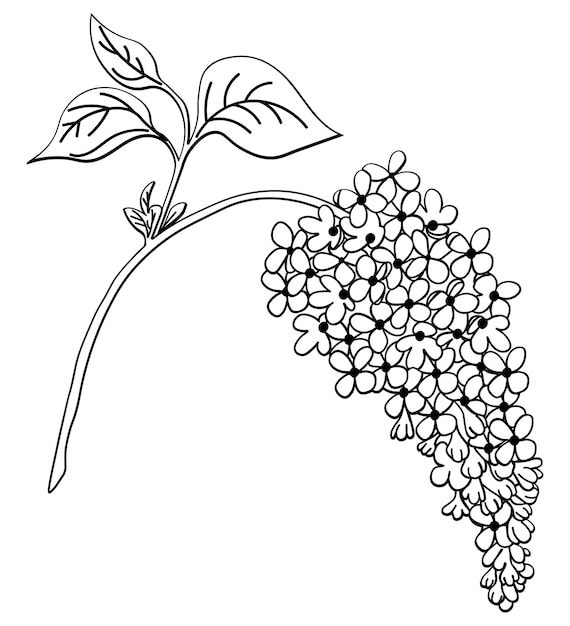 Dibujo lila flor lilas dibujo fãcil vector premium