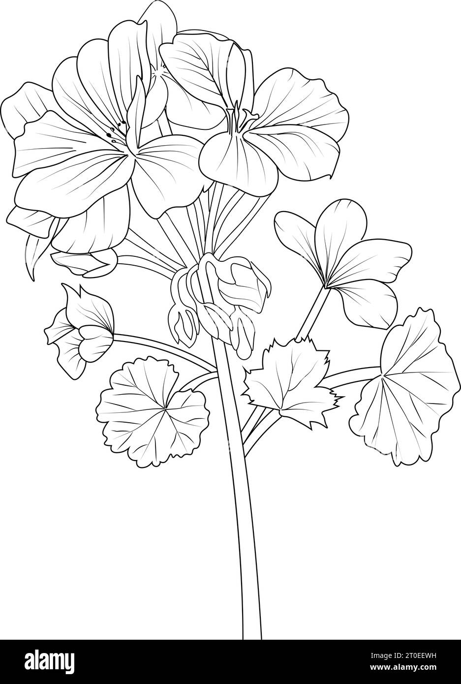 Planta de jardãn fãcil imãgen de stock en blanco y negro