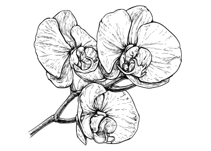 Dibujos de flores colorear imprimir y pintar