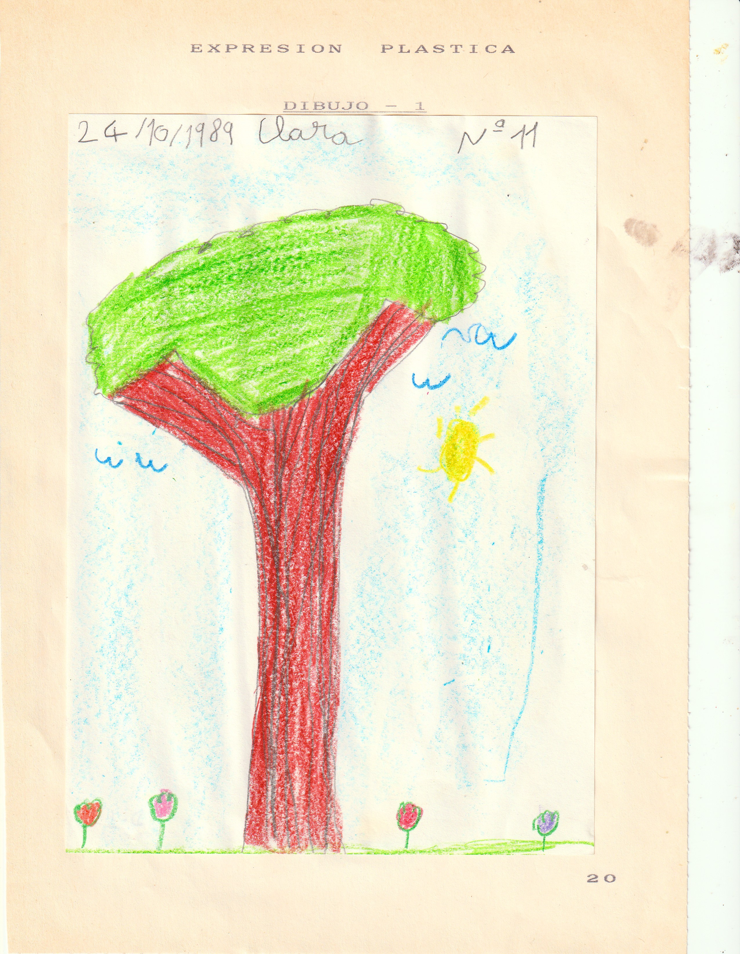 Plantas las flores frutos dibujos