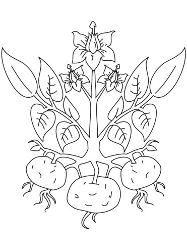 Planta de papa para colorear imprimir e dibujar â