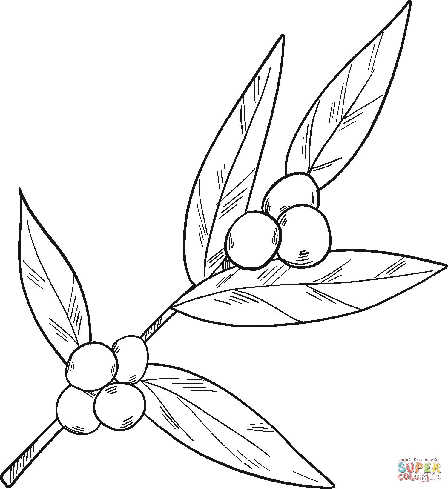 Dibujo de planta de cafe para colorear dibujos para colorear imprimir gratis