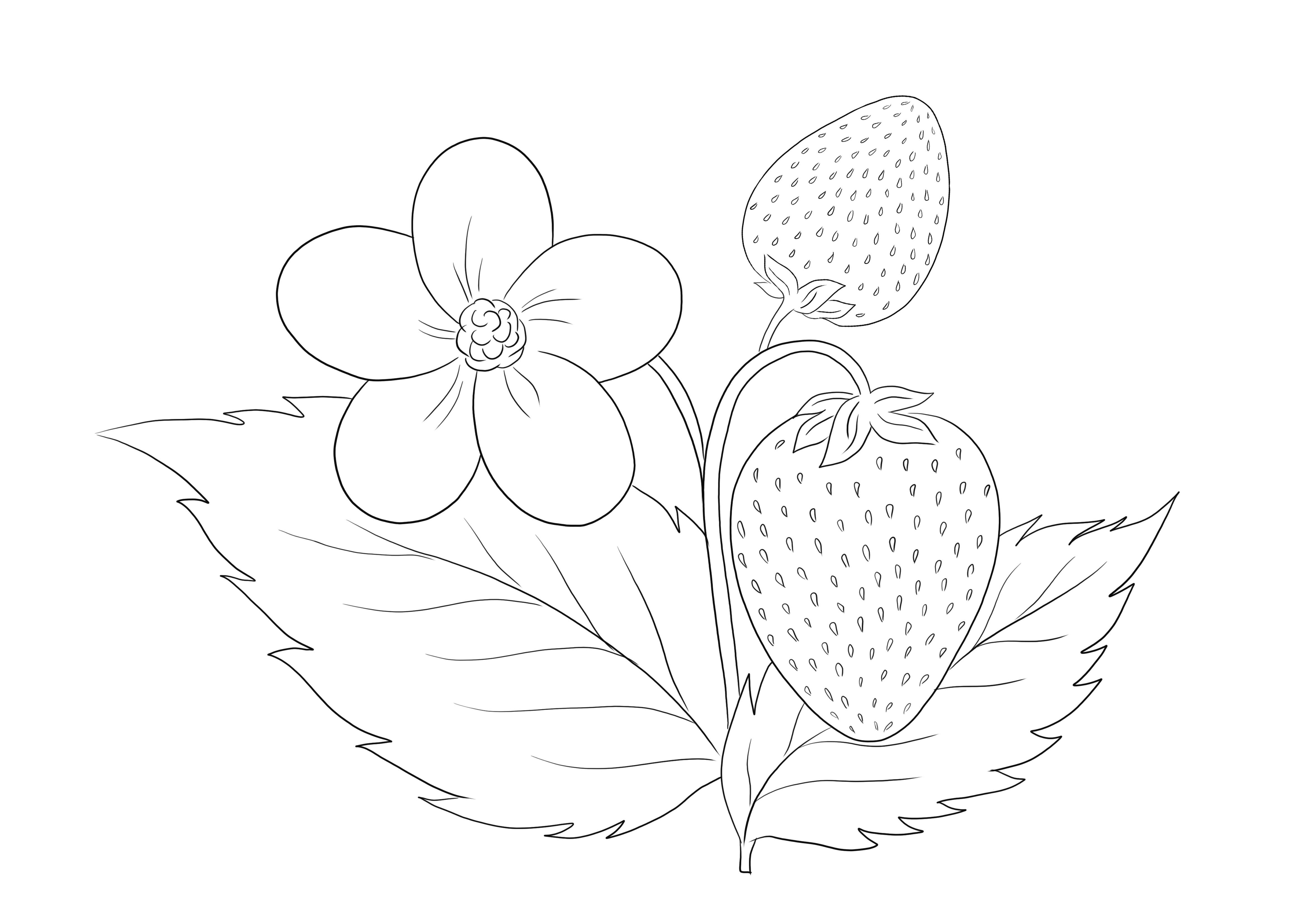 Fãcil de colorear una planta de fresa gratis para descargar o guardar para mãs tarde y