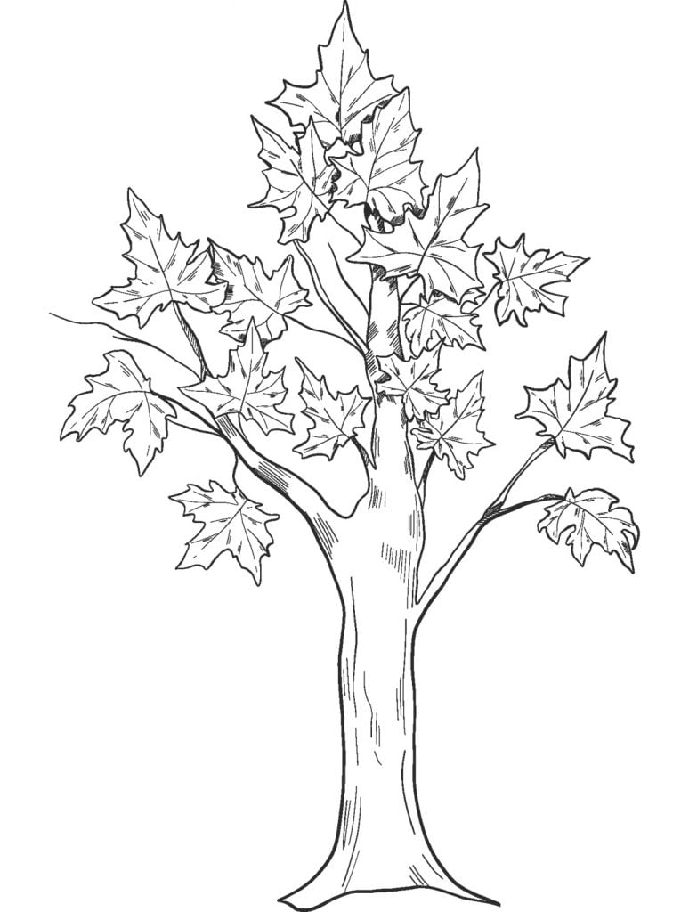 Arboles para colorear ð