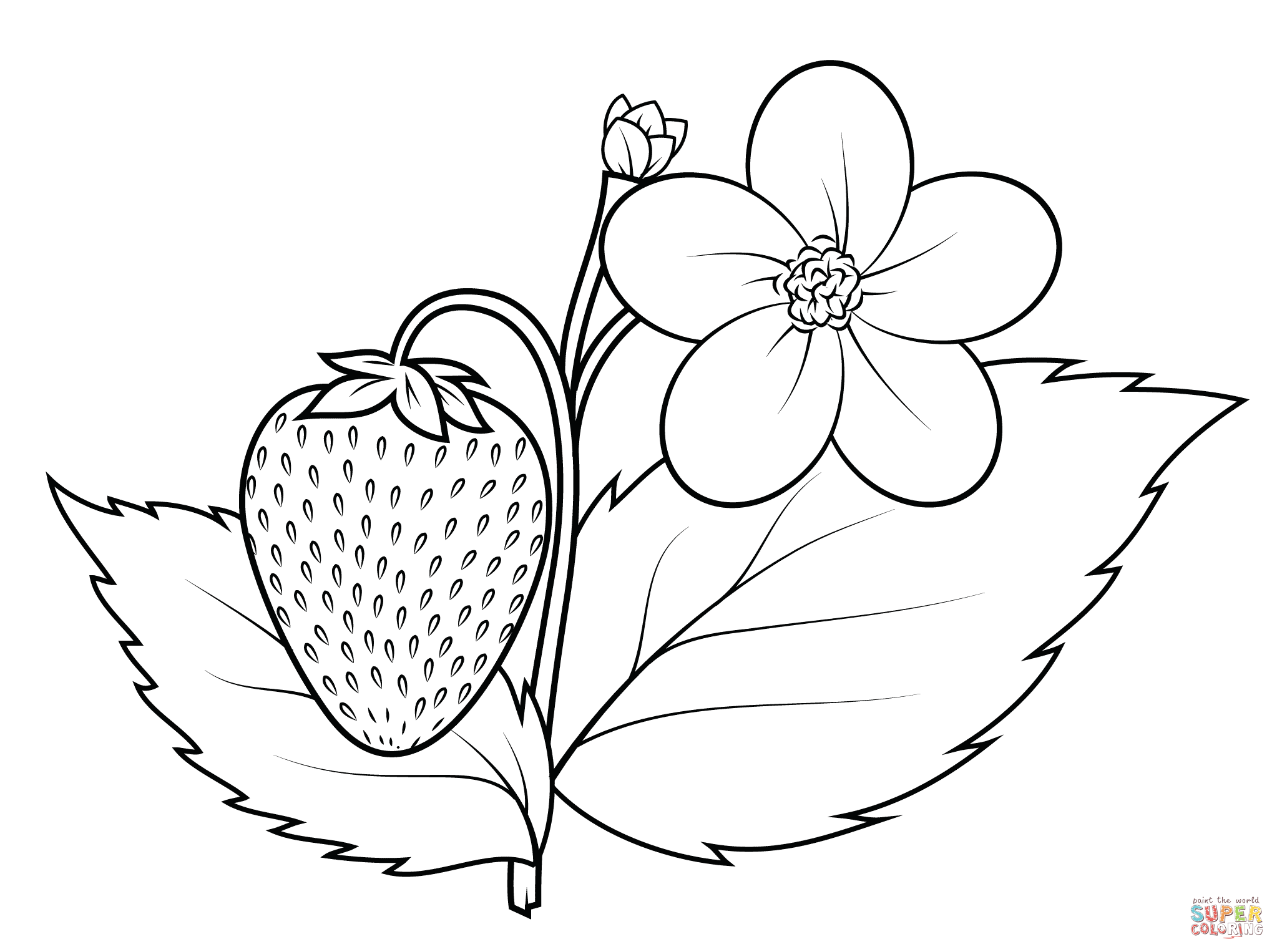 Dibujo de planta de la fresa para colorear dibujos para colorear imprimir gratis