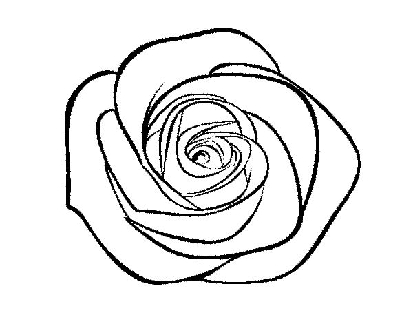 Plantilla rosa dibujos de rosas dibujos blanco y negro dibujos de flores