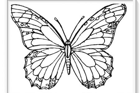 Mariposas para colorear diseãos para pintar y darl vida mariposas para colorear silueta de mariposas pãginas para colorear de princa