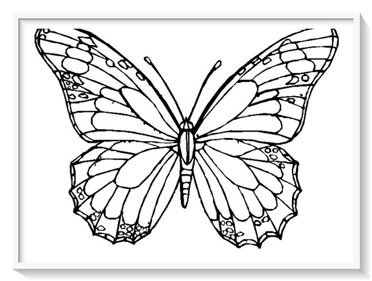Los mãs lindos dibujos de mariposas para colorear y pintar a todo color imãgen prontasâ schmetterlingsbilder malvorlagen zum ausdrucken schmetterling vorlage