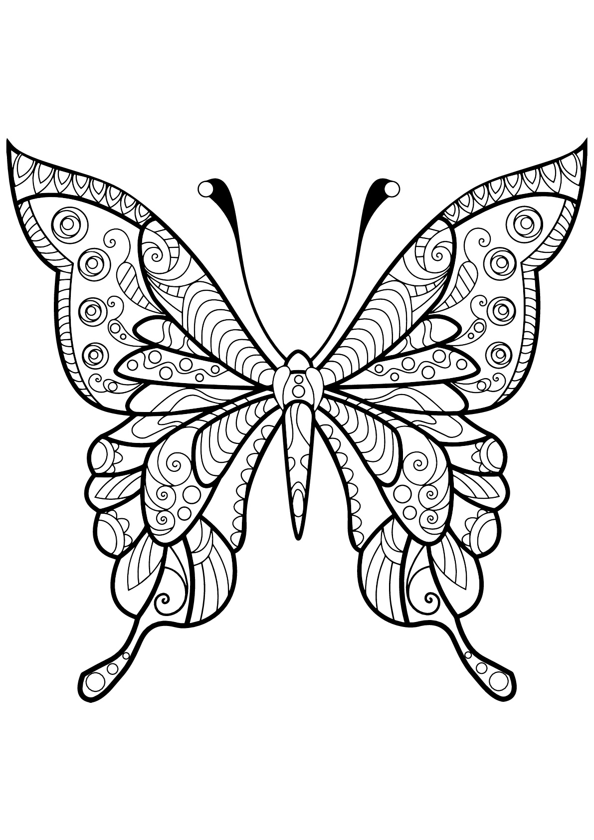 Insectos