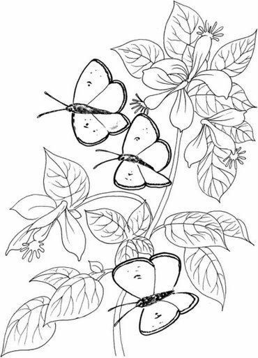 Dibujos y plantillas para imprimir mariposas y flores butterfly coloring page coloring pages coloring books
