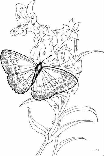 Mariposas nuevas mariposas de color pãginas para colorear dibujos
