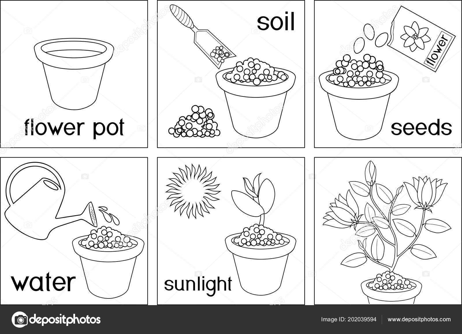 Coloring page instructions how plant flower six easy steps titles stock vector by mariaflaya