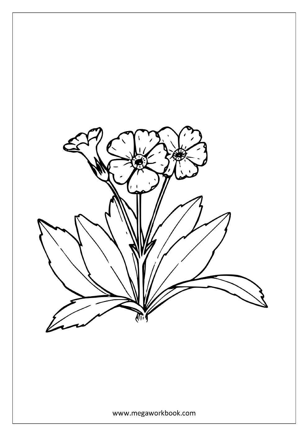 Flower coloring pages