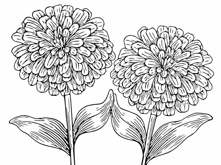 Zinnia coloring pages