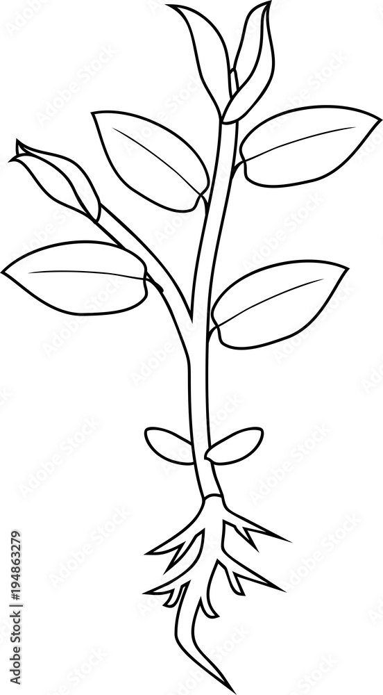 Coloring page young plant with root and leaves vector
