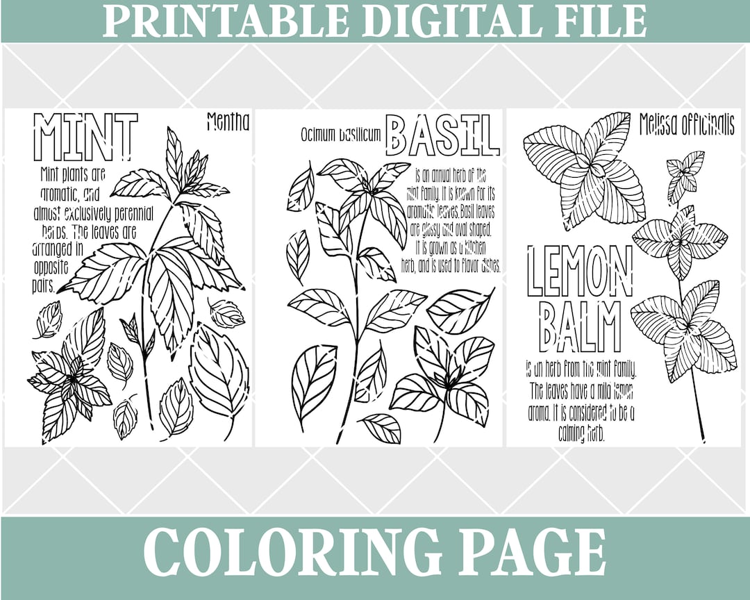 Mint herbs coloring pages lemon balm basil mon herbs educational homeschool printable digital